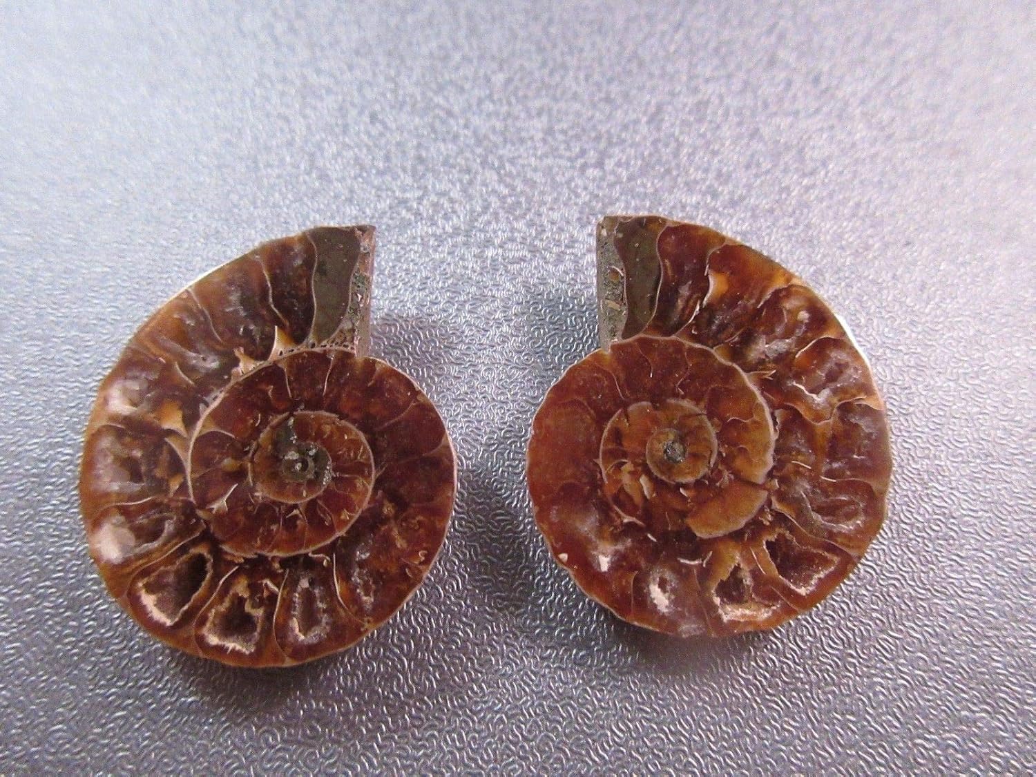 Amazon Com Pair Of Madagascar Ammonite Fossil Nautilus Shell Cut Slices Specimen Id 18 Arts Crafts Sewing