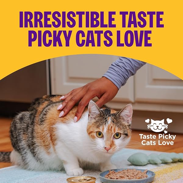 WELLNESS COMPLETE HEALTH PATE VARIETY PACK ADULT CANNED WET CAT FOOD, NATURAL, PROTEIN RICH, GRAIN FREE, CHICKEN AND TURKEY FAVORITES, 5.5 OZ, PACK OF 12 CANS