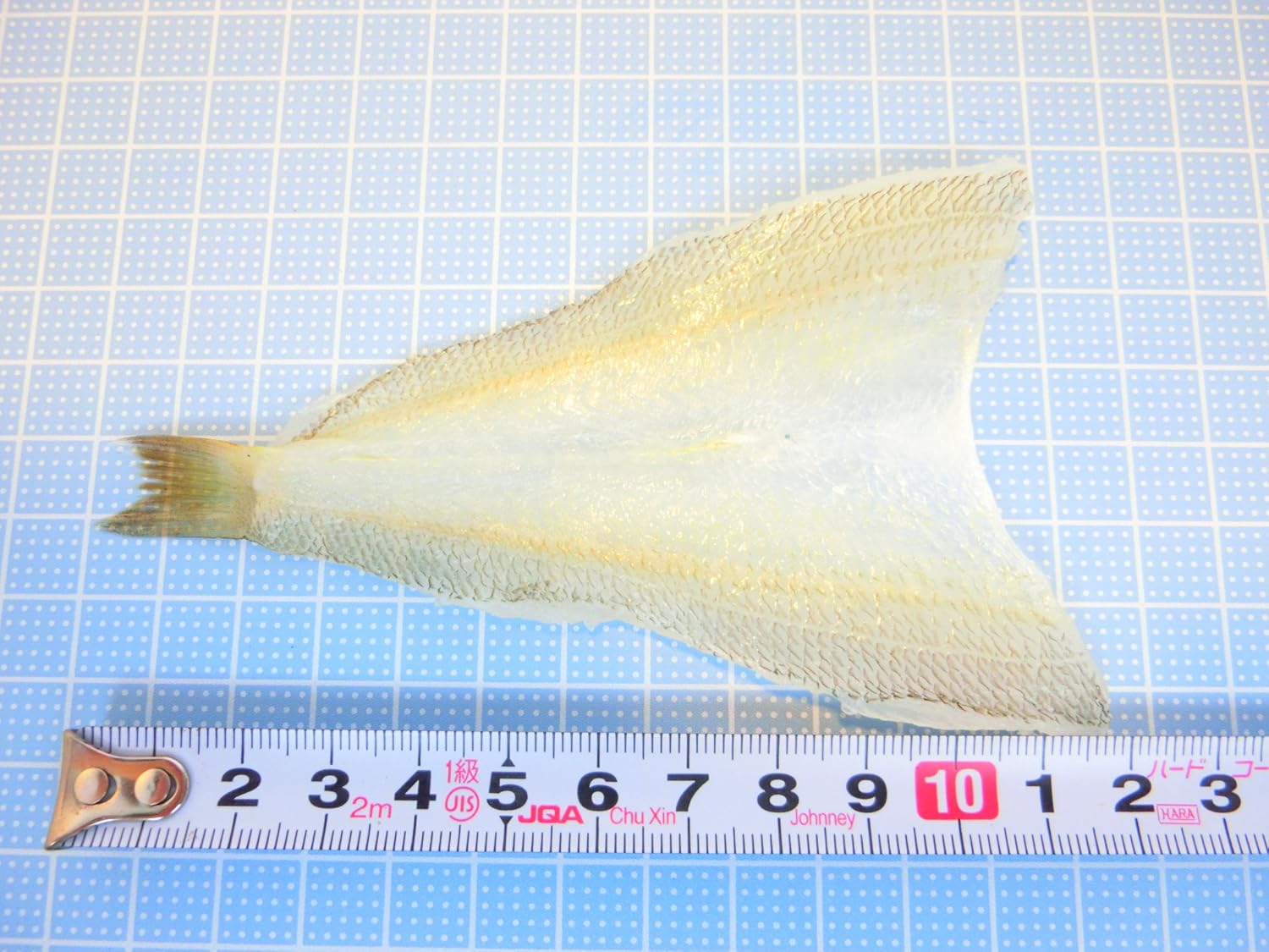 Amazon 開きキス 550g 25尾入 天ぷら フライ用 鱚 冷凍 人気の業務用 開きキス 25尾 シーフードマックス 鮮魚 通販