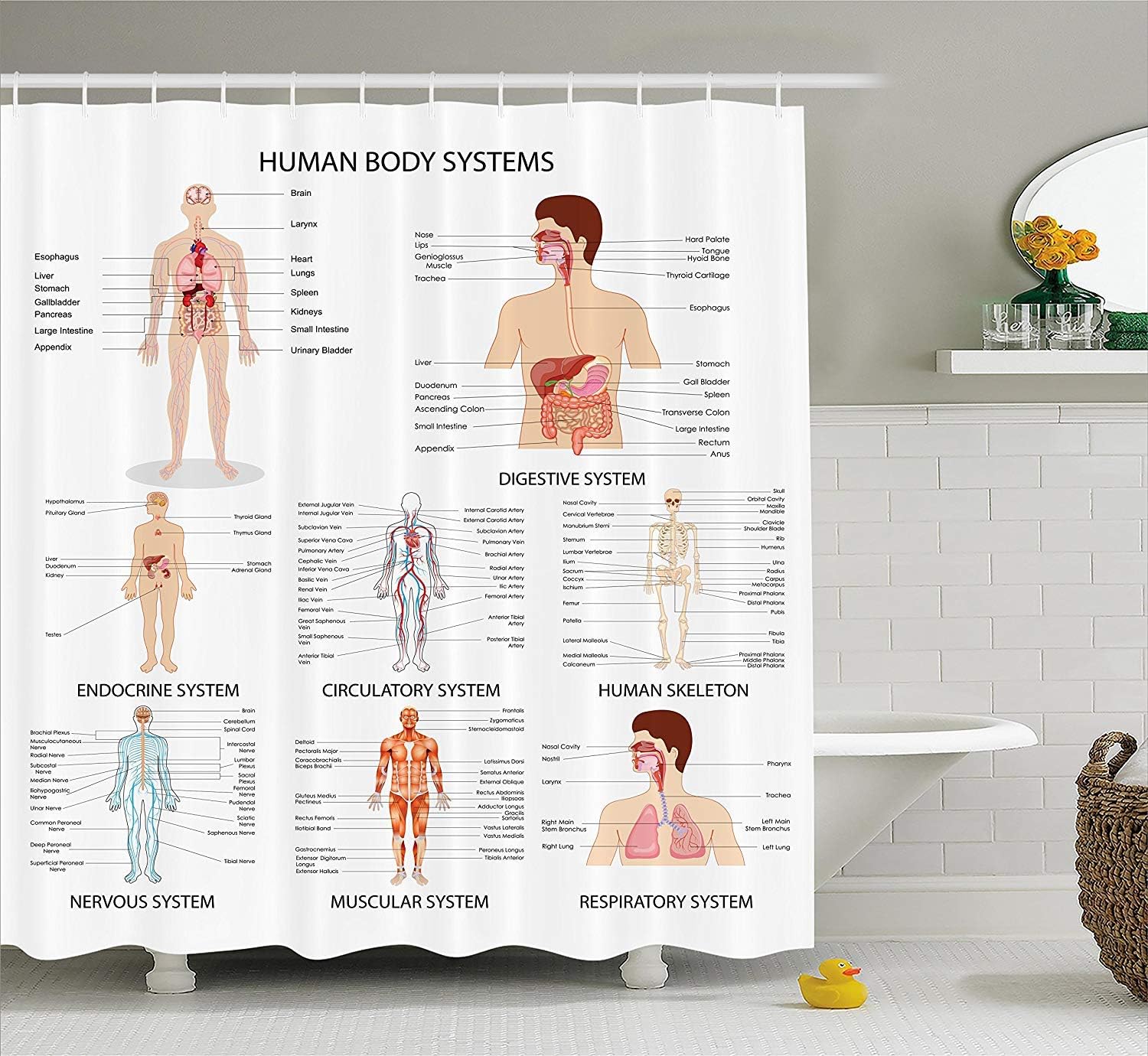 tgyew Human Anatomy Shower Curtain, Complete Chart of Different Organ Body Structures Cell Life Medical Illustration, Fabric Bathroom Decor Set with Hooks, 60W X 72L Inches, Multi