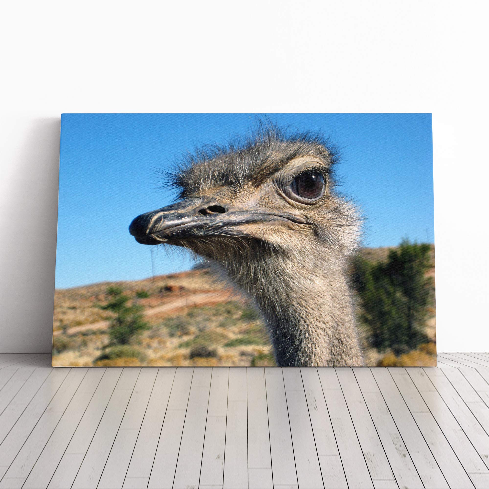 Ostrich (2) Canvas Print | Gallery Wrapped 30mm Frame Wall Art | 20x14 inches | Ready to Hang | Modern Picture | Living Room Bedroom Lounge Office