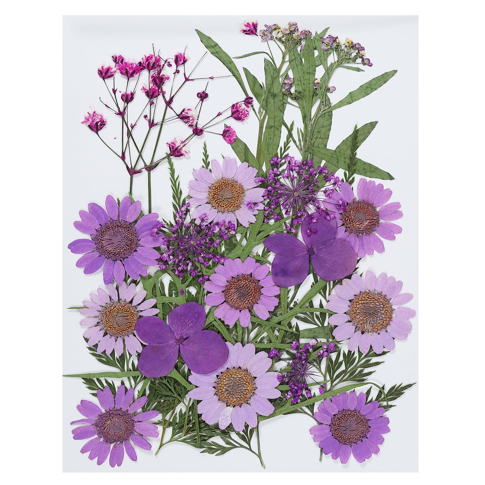 PATIKIL Dried Pressed Flowers, Natural Dried Flower Leave Real Pressed Flowers for DIY Art Crafts Resin Mold Scrapbooking, Assorted Color