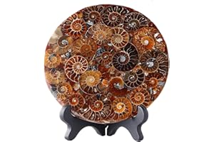 CINTOKO Natural Ammonite Fossil Disc with Stand Set, Feng Shui Decor Shell Slice Disc Conch Mineral Specimen Ornament for Home