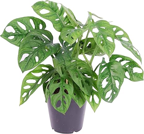 1 X Unique Monstera Obliqua Monkey Leaf Potted Air Purifying 20 30cm Houseplant Amazon Co Uk Garden Outdoors