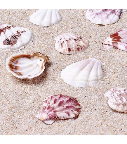 thumbnail image 2 of 10 Pearl Tectus Stellatus Sea Shells – 1-1/4 To 1-1/2 Inch, Natural Beach Decor, Craft Supplies 2 of 6