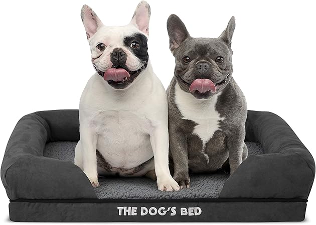 toy poodle crossed with bichon frise