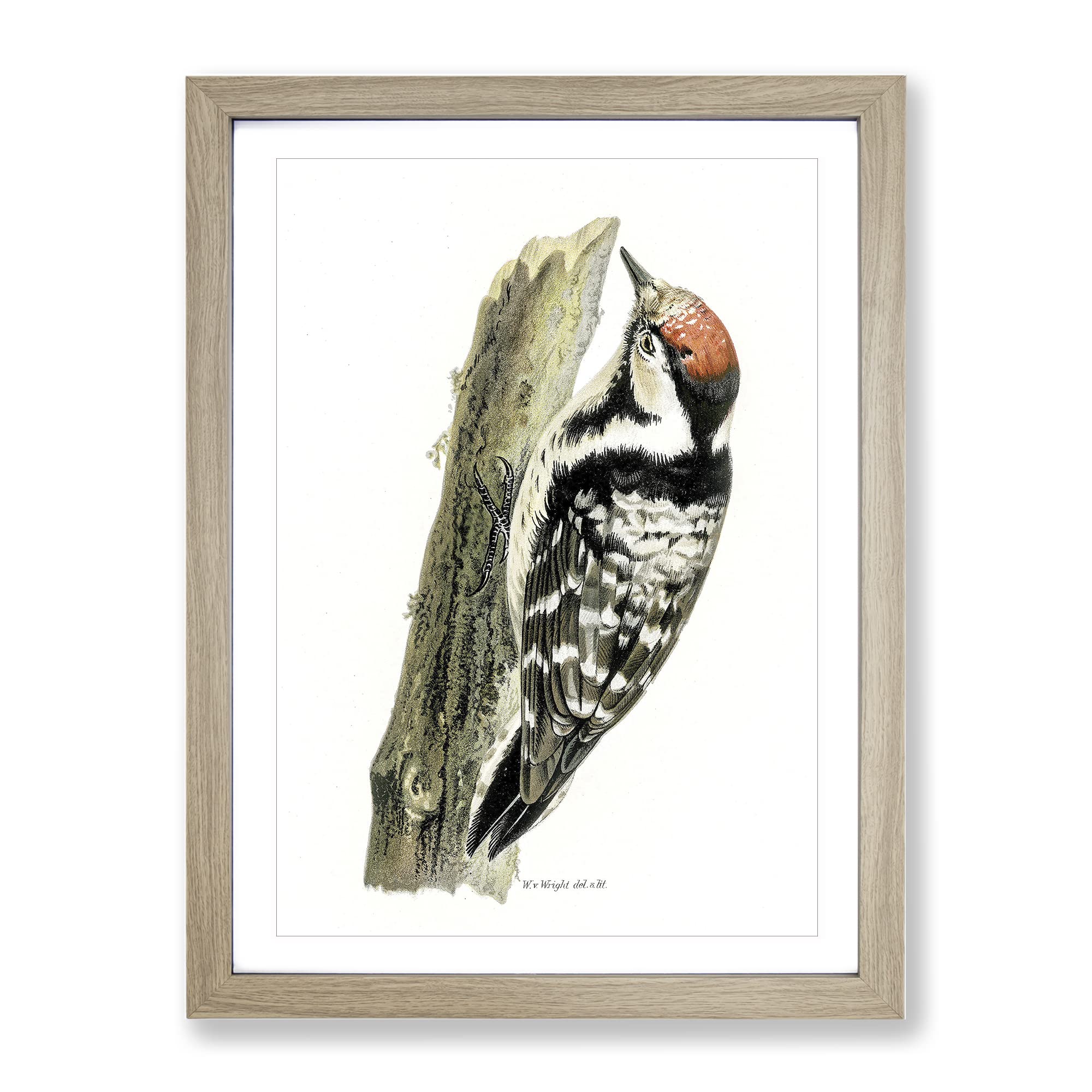 Lesser Spotted Woodpecker By Von Wright Vintage Framed Wall Art Print, Ready to Hang Picture for Living Room Bedroom Home Office Décor, Oak A4 (34 x 25 cm)