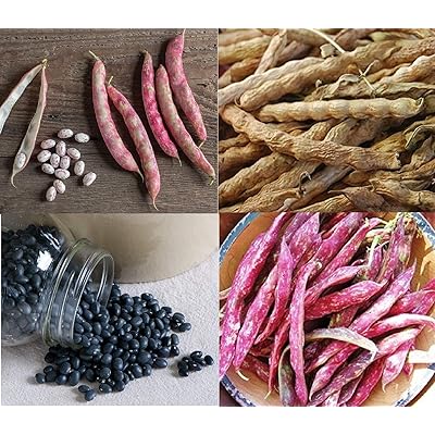 Davids Garden Seeds Collection Set Bean Dry 5445SV Togo | Ubuy