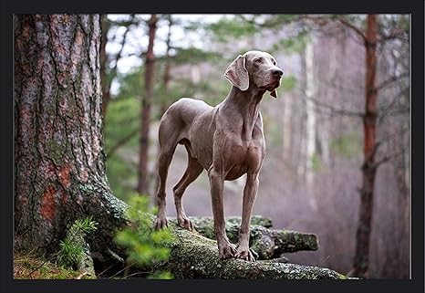 black weimaraner dog