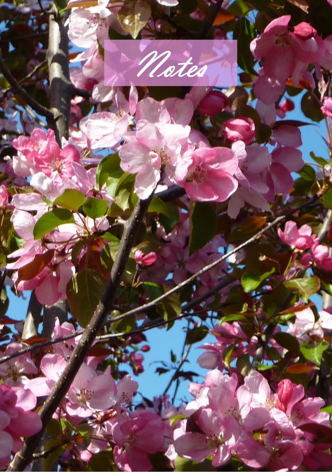 Kirschblüte - Notizbuch / Tagebuch: DIN A5, liniert, 108 Seiten