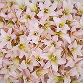 Duodoyi 20 Pcs Artificial Lily Flower Head,Fake Flowers Heads Simulation Small Lily Flower Heads for DIY Handmade Office Faux Flower Arrangement Wedding Photography Party Home Decoration(Light Pink)
