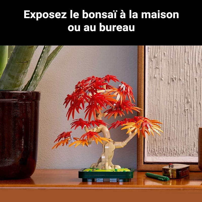 Botanicals Bonsaï d’érable Rouge du Japon 10348