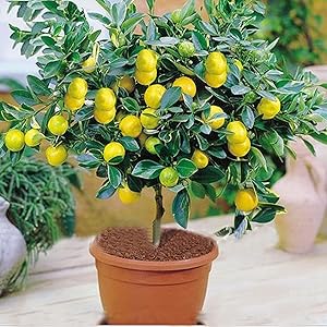 M-Tech Gardens Rare Exotic Tropical Fruit Meyer Lemon Dwarf Citrus Plant (1 Healthy Live Seedling Plant)