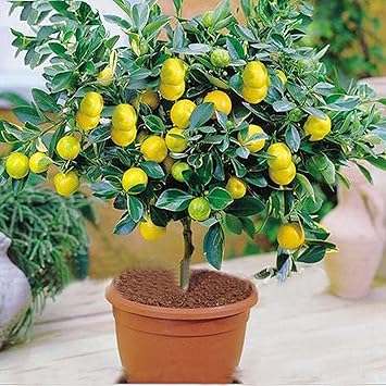 M-Tech Gardens Rare Exotic Tropical Fruit Meyer Lemon Dwarf Citrus Plant (1 Healthy Live Seedling Plant)