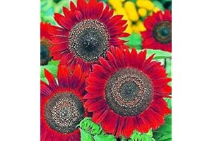 AXEL'S GARDEN SEEDS Sunflower Seeds for Planting - Grow Red Velvet Queen Sun Flowers in Your Garden - 25 Non GMO Heirloom Seeds - Full Planting Instructions for Easy to Grow - Great Gardening Gifts (1 Packet)