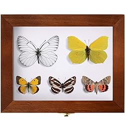 Insect Display Case Box Collection Box with Clear