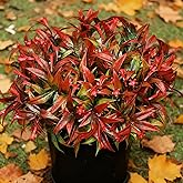 Uieke 6Pcs Outdoor Artificial Plants UV Resistant Fake Flowers Plastic Plants Morning Glory Greenery Shrubs for Outside Home Garden Patio Window Box Summer Fall Décor Red