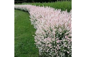 CZ GRAIN 8 Dappled Willow Cuttings to Grow - Stunnning Tricolor Leafs - Salix Integra 'Hakuro Nishiki' - Grow 8 Dappled Willow Bushes