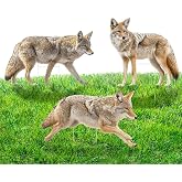 Mysora 3 Pack 27x 25 Inch Coyote Decoy for Geese, Lifelike Predator with Metal Stakes, Fake Predator Hunting Decoy 2D Silhouette Coyote Devices for Yard Garden