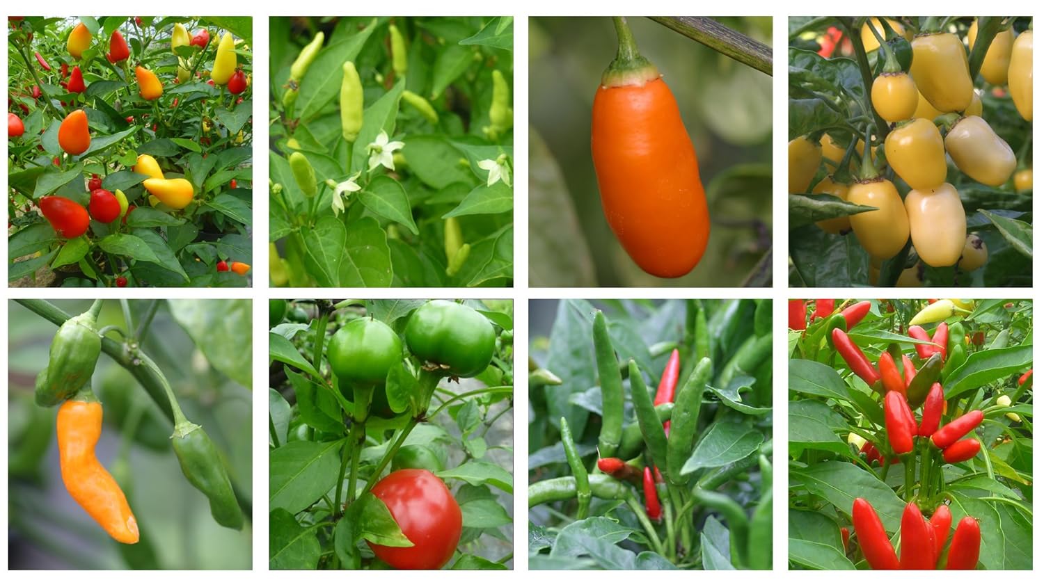 Hot Chilli Pepper Seed Collection. 10 Seeds Professionally Graded