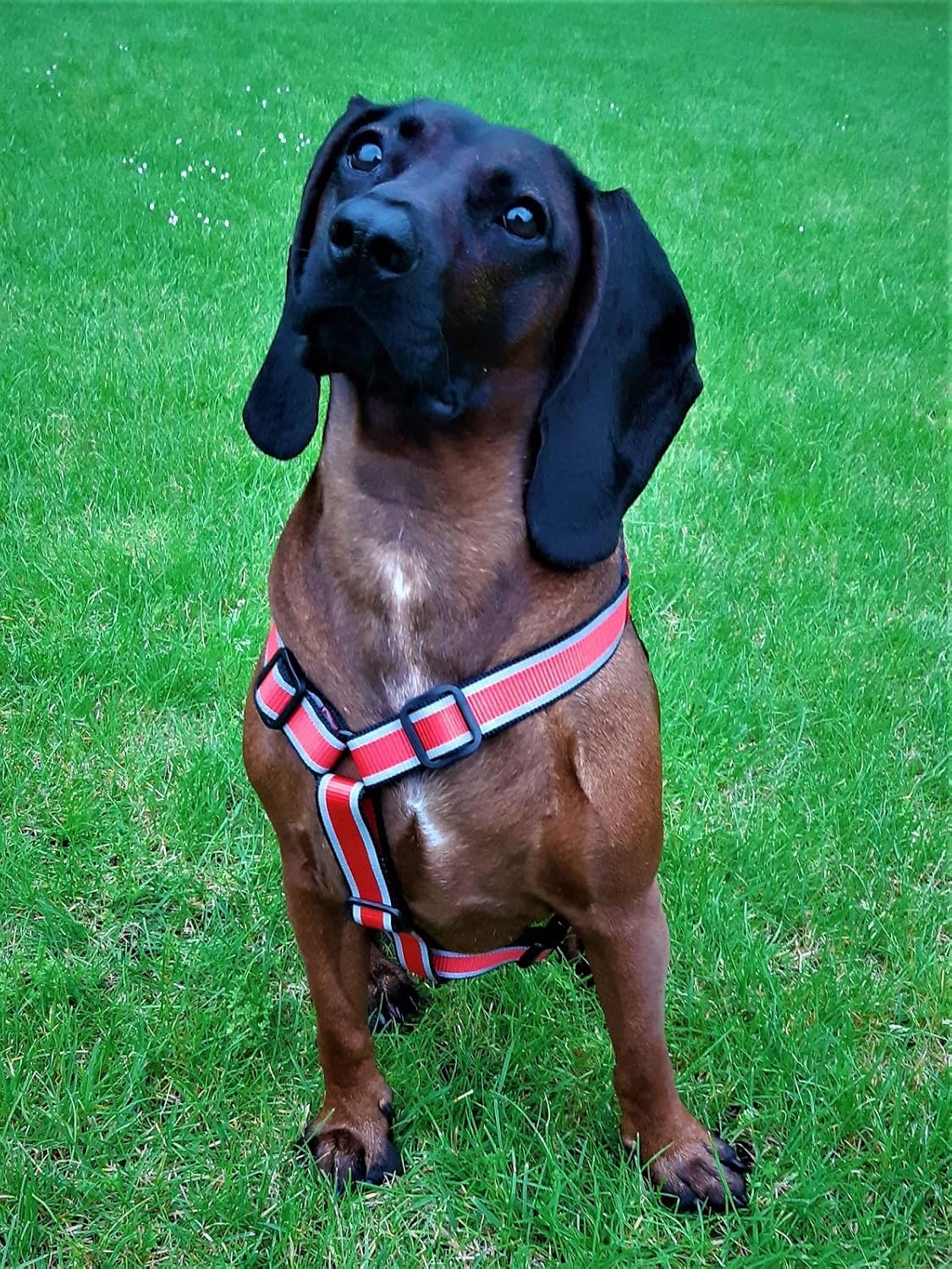 kong reflective pocket dog harness