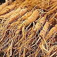Korean Ginseng Seeds Panax Ginseng Perennial Health Benefits Garden Beds Outdoor Border 25Pcs Herb Seeds by YEGAOL Garden