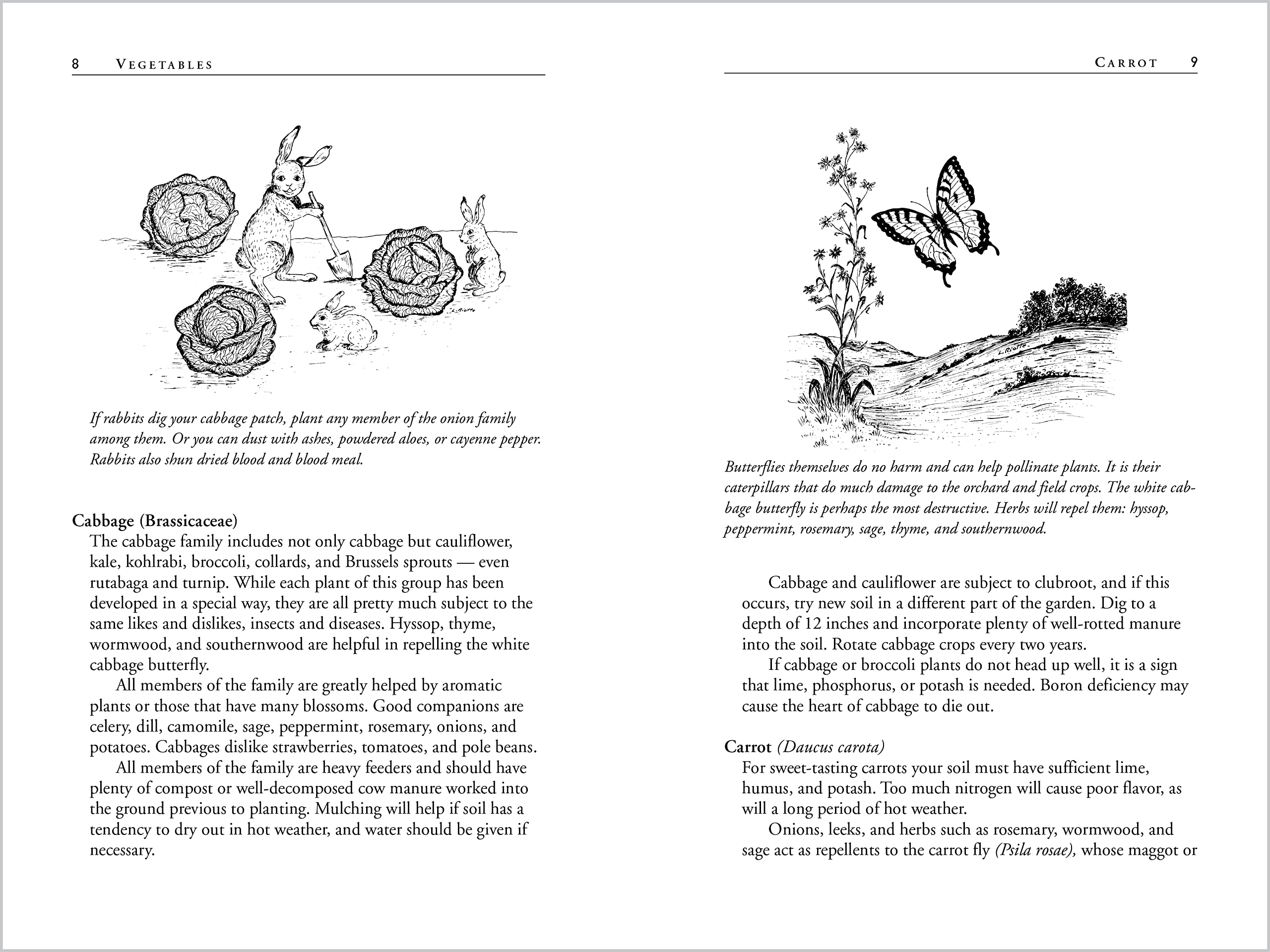 Carrots Love Tomatoes: Secrets of Companion Planting for Successful Gardening