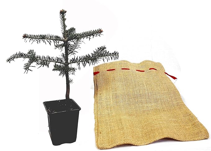 Seedeo® Nordmanntanne (Abies Nordmanniana ambrolauri) Pflanze ca. 25 cm Geschenkedition