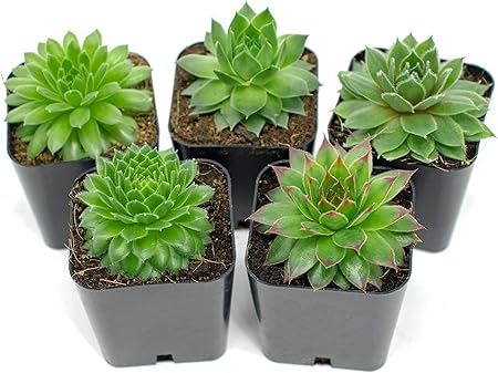 Amazon Com Succulent Plants 5 Sempervivum Succulents Rooted