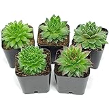 Succulent Plants | 5 Sempervivum Succulents | Rooted in Planter Pots with Soil | Real Live Indoor Plants | Gifts or Room Decor by Plants for Pets