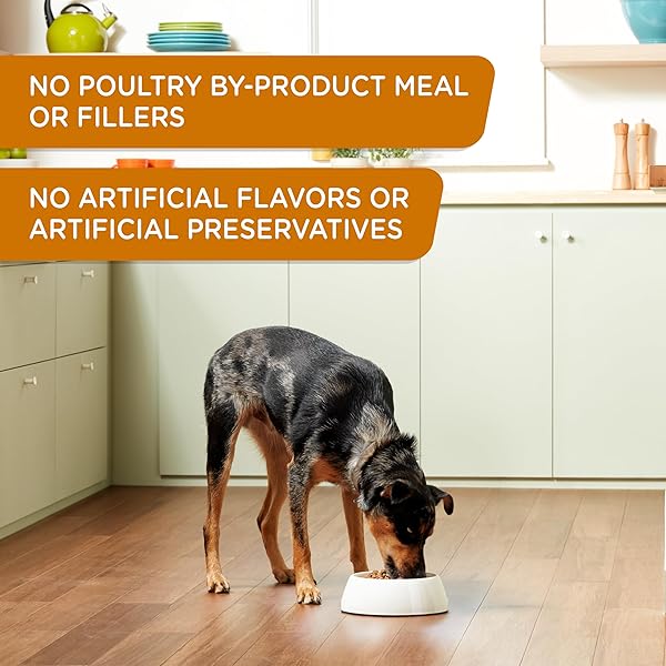 NUTRISH RACHAEL RAY PREMIUM PATÉ WEIGHT MANAGEMENT REAL TURKEY & PUMPKIN RECIPE WET DOG FOOD, 13 OZ. CAN