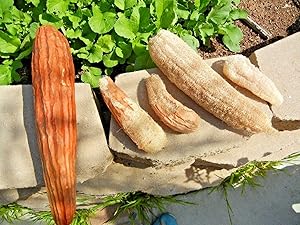 ASTONISH Seeds Package: 25+Luffa Sponge Gourd Seeds Loofah Loofa Loufa Luffah Garden/Large Container