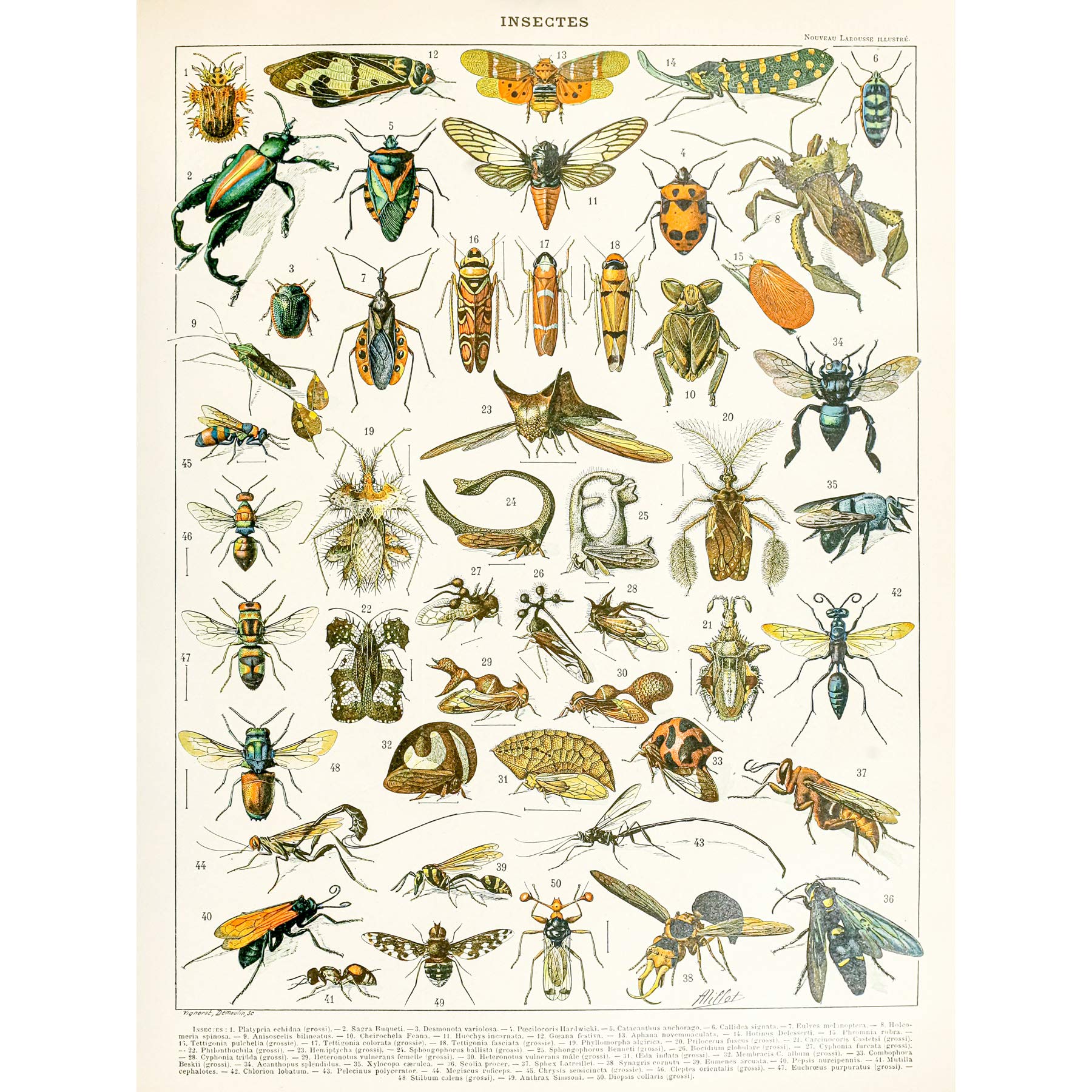 Artery8 Millot Encyclopedia Page Insects Cicada Large Wall Art Poster Print Thick Paper 18X24 Inch