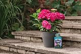 Westland Hydrangea High Performance Liquid Plant Food 1 Litre view 3