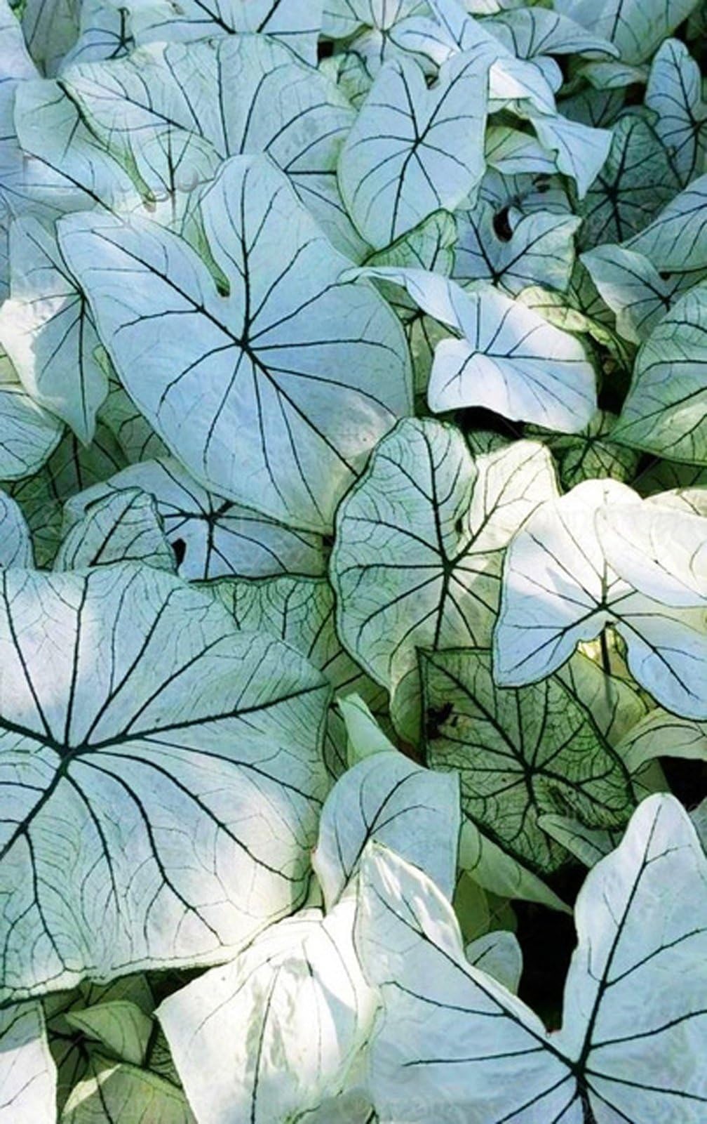 5pcs Big Leaf Palm Seeds Rare Flower Seeds Exotic Plants Tree Bonsai Pots Planters Tropical Ornamental Balcony for Home & Garden