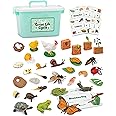Life Cycle Science Kit Montessori Realistic Figurine, Kids Animal Matching Game with Frog, Ladybug and More Includes 32-Piece, Fun Learning Education Toys Stocking Stuffers for Children 3 4 5 6 7 8