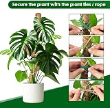 Mactoou Moss Pole 65cm 4Pcs Coir Moss Poles for Monstera Bendable Totem Pole Kit view 5