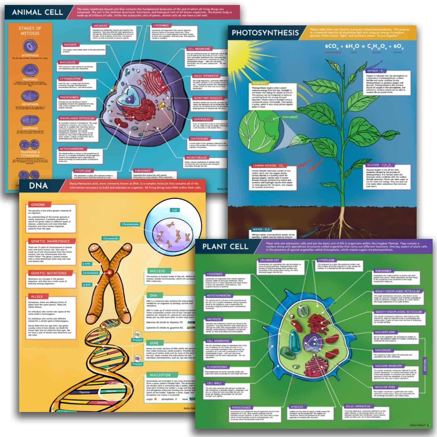 Science Posters for Classroom Decoration - 4 Biology Charts include DNA Poster, Photosynthesis, Plant Cell and Animal Cell.