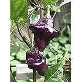 Purple UFO Pepper Premium Seed Packet