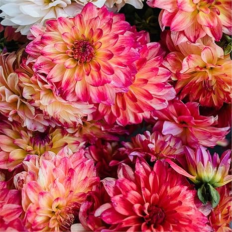 Amazon ダリア球根 室内装飾花 成長しやすい 友達にあげることができます 世界に有名な 繊細で美しい花びら 簡単なケア 5球根 赤 花