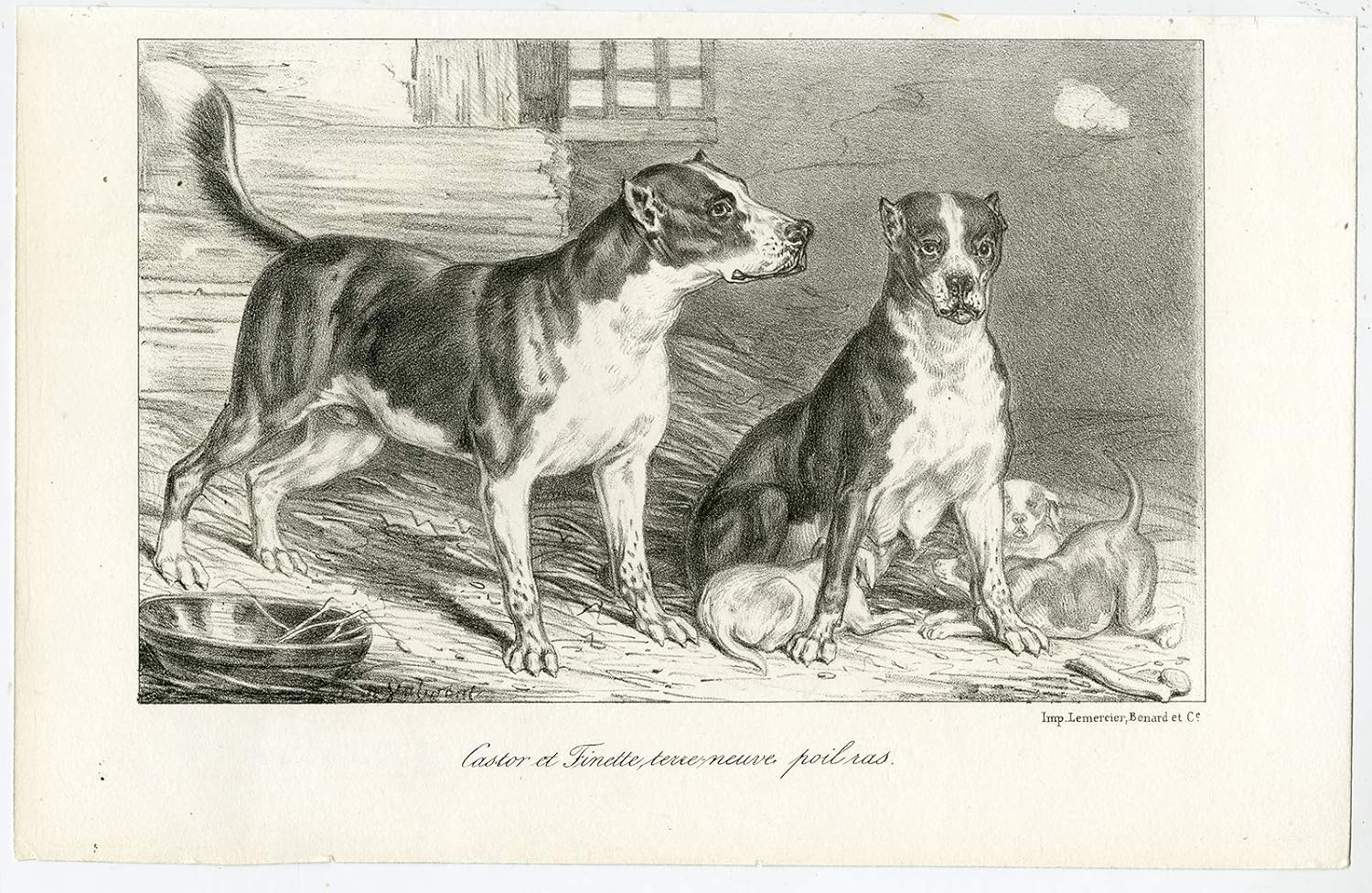 newfoundland short hair