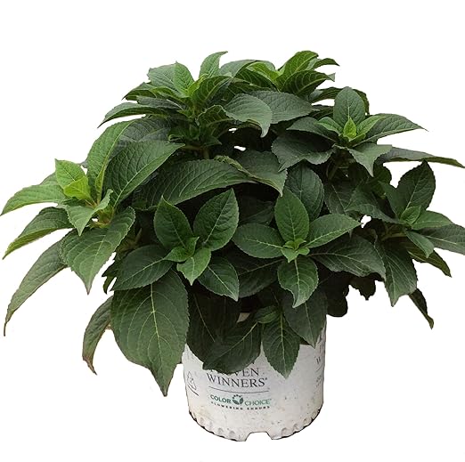 Premier Plant Solutions 20758 Hydrangea Premier Plant Solutions 20758 Hydrangea