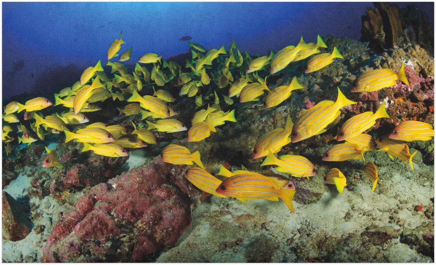 Amazon Com Ambesonne Sea Life Doormat Tropical Fish On A Coral