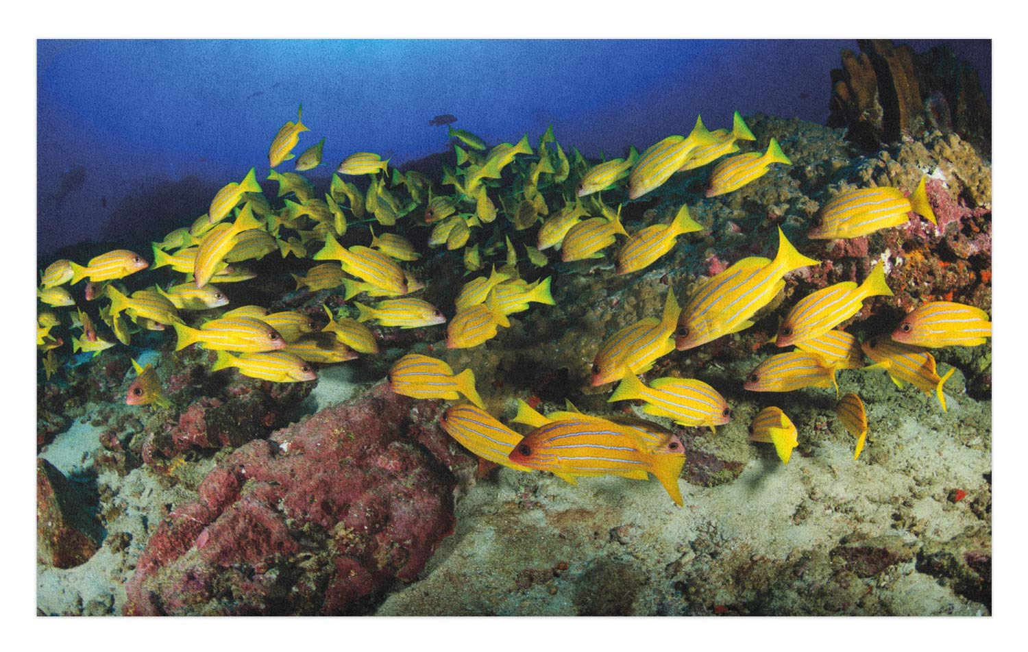 Amazon Com Ambesonne Sea Life Doormat Tropical Fish On A
