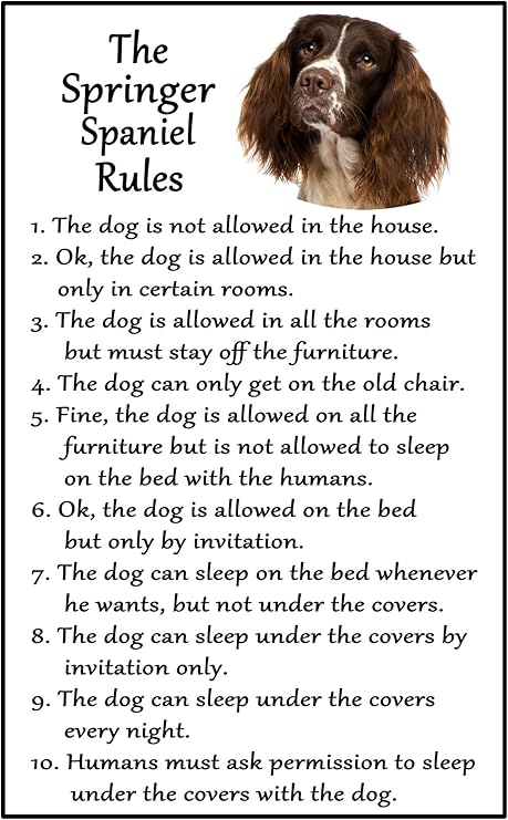 large dog breeds no shedding