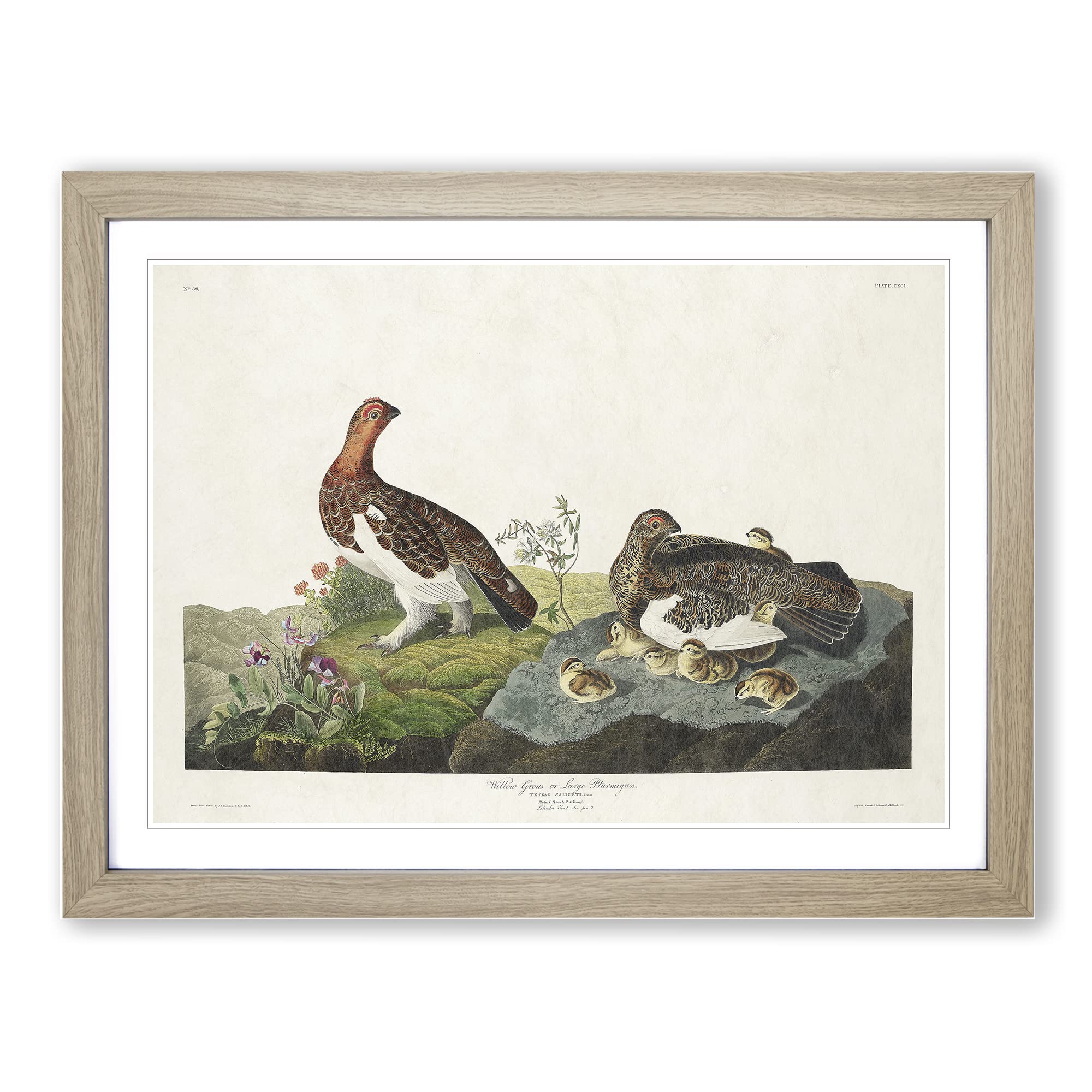 Willow Grouse By John James Audubon Vintage Framed Wall Art Print, Ready to Hang Picture for Living Room Bedroom Home Office Décor, Oak A4 (34 x 25 cm)