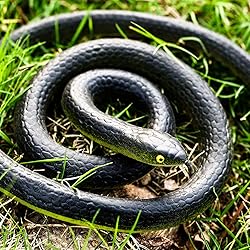 3 Pieces Rubber Snakes Realistic Large Lifelike