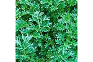 VGENKD 1000+ Citronella Plant Seeds for Planting Outdoor Non-GMO Heirloom Citronella Perennial Grass Perennial Herb…