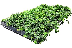 FLORIDA FOLIAGE Ficus Pumila Quercifolia | 3 Live Plants | Oak Leaf Creeping Fig, Easy-Care Indoor/Outdoor Trailing Vine Plant, Perfect for Walls and Ground Cover