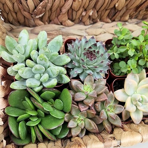 Succulents Plants Live (6PK) Potted Succulent Plants Live House Plants,  Cactus Plants Live Plants Indoor Plants Live Houseplants, Indoor Plant Succulents  Live Plant House Plant by Plants for Pets in Saudi Arabia |